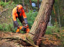 Best Hazardous Tree Removal  in Atco, NJ